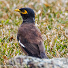 Common Myna