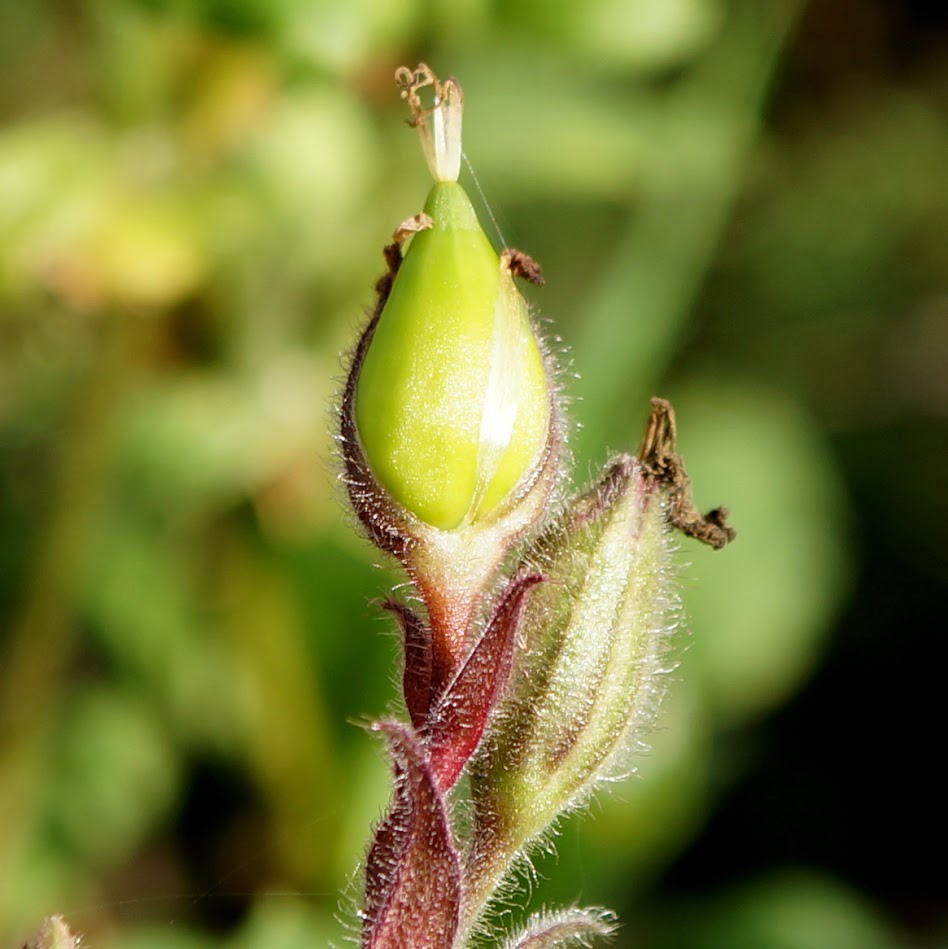 vrucht (vrouwelijke plant)