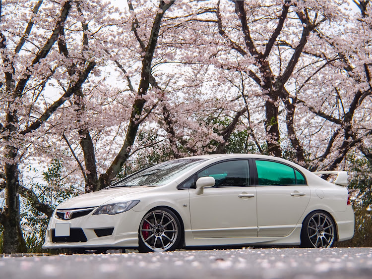 シビックタイプRの桜とコラボ・こむぎ・花見・磨き作業に関するカスタム事例の投稿画像1枚目