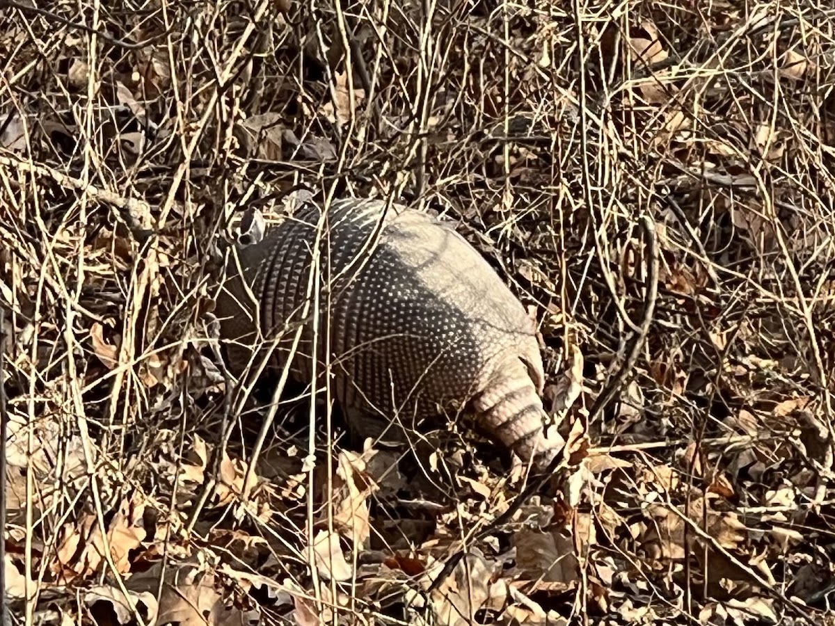 nine-banded armadillo