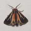 nais tiger moth