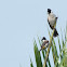 Sooty-headed bulbul