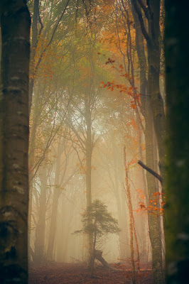 Nebbia autunnale di mariateresatoledo