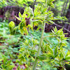 False Hellebore (Indian Poke)