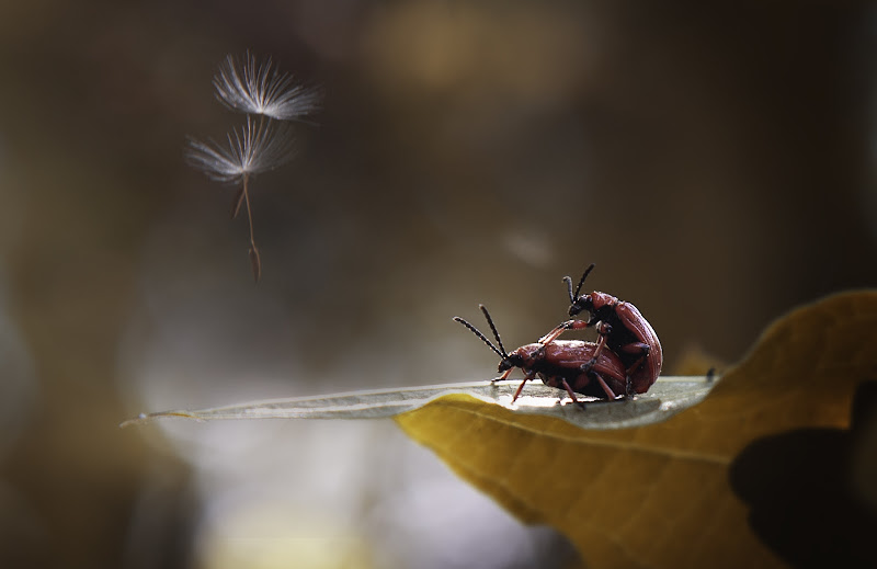 Quando la natura chiama di Simonetti Andrea