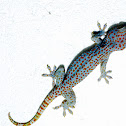 Tokay Gecko