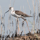 Black-winged Stilt; Cigüeñuela