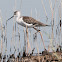 Black-winged Stilt; Cigüeñuela