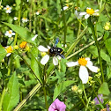 Carpenter-mimic Leafcutter Bee