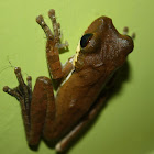 Sri Lanka Whipping Frog