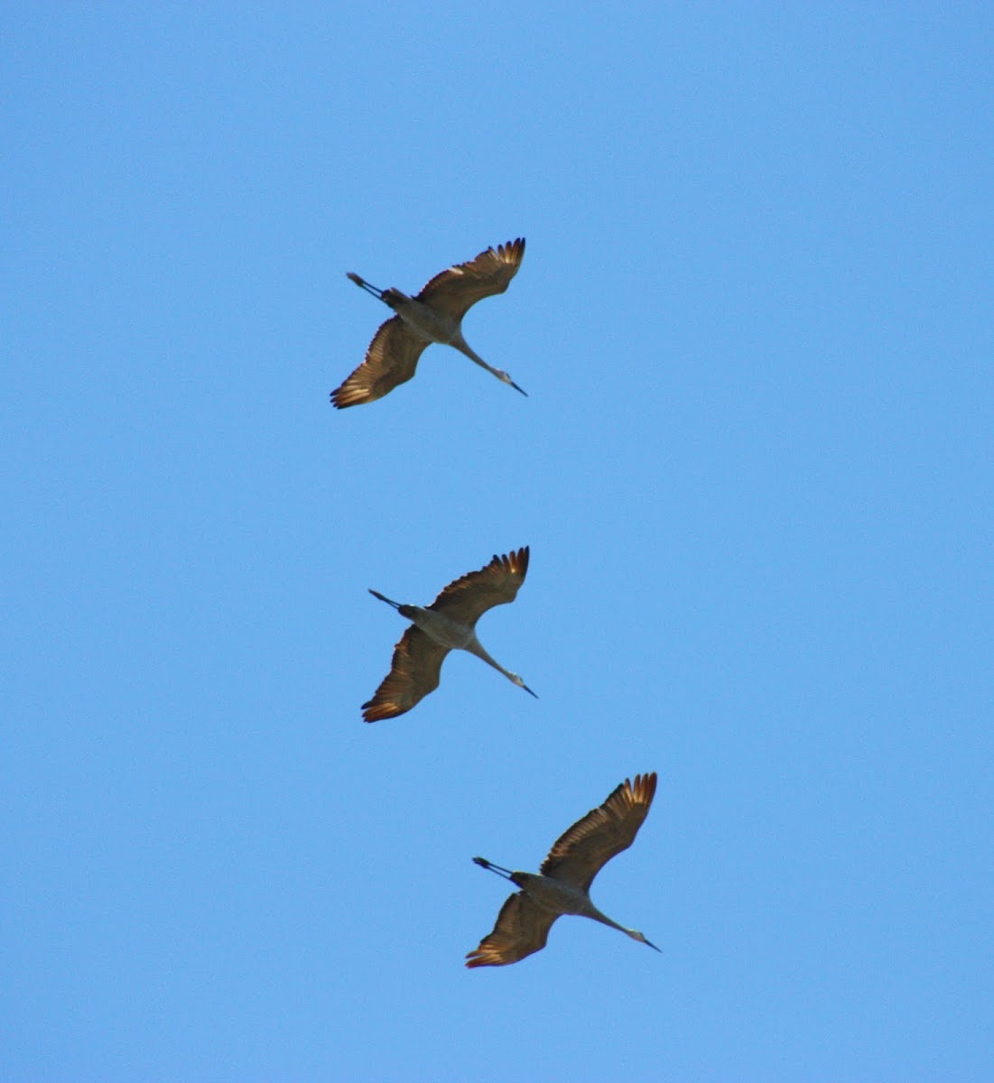 Sandhill Crane