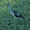 Little Blue Heron