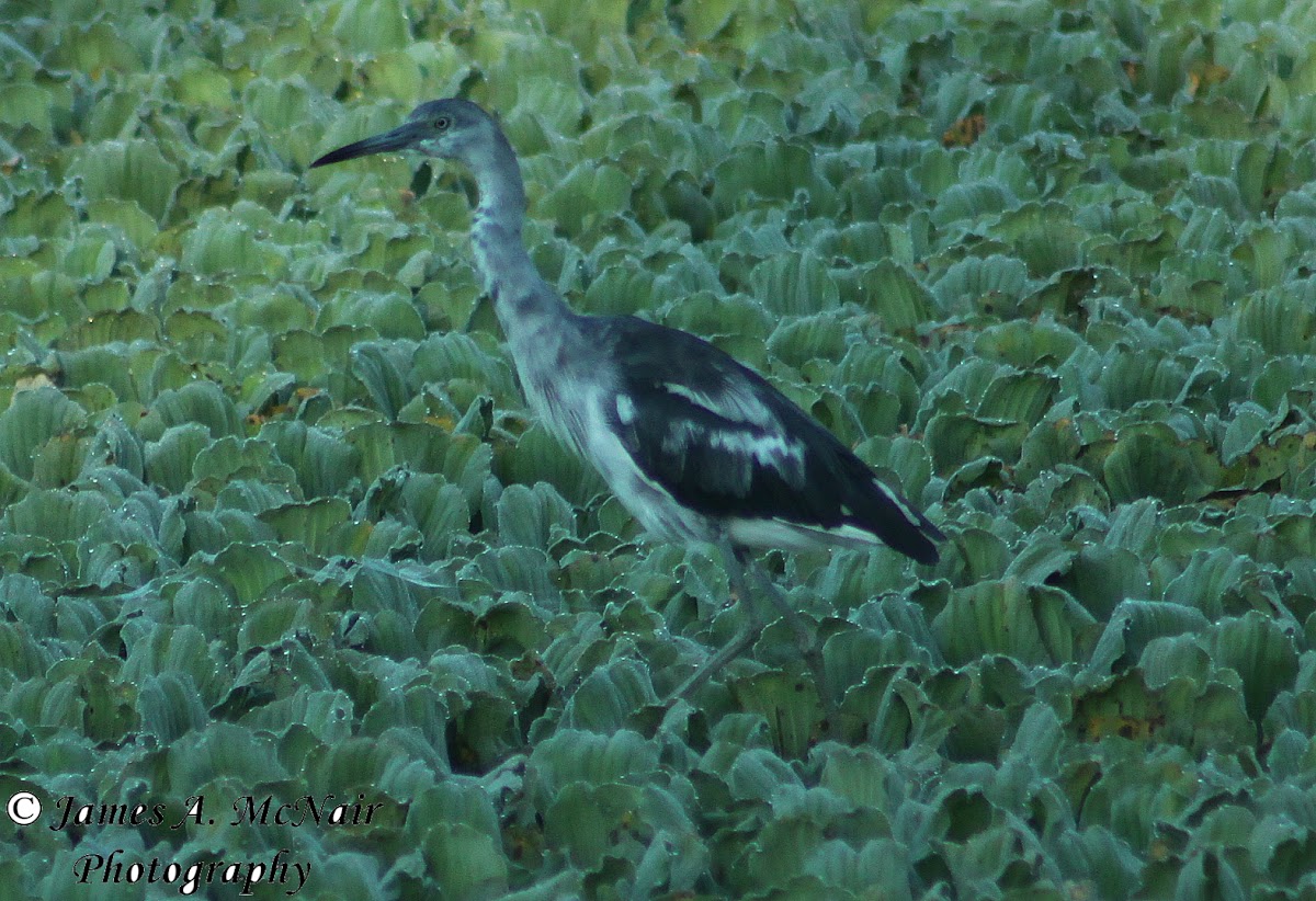 Little Blue Heron