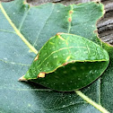 Skiff Moth Slug