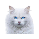 White Angora Cat Theme Chrome extension download