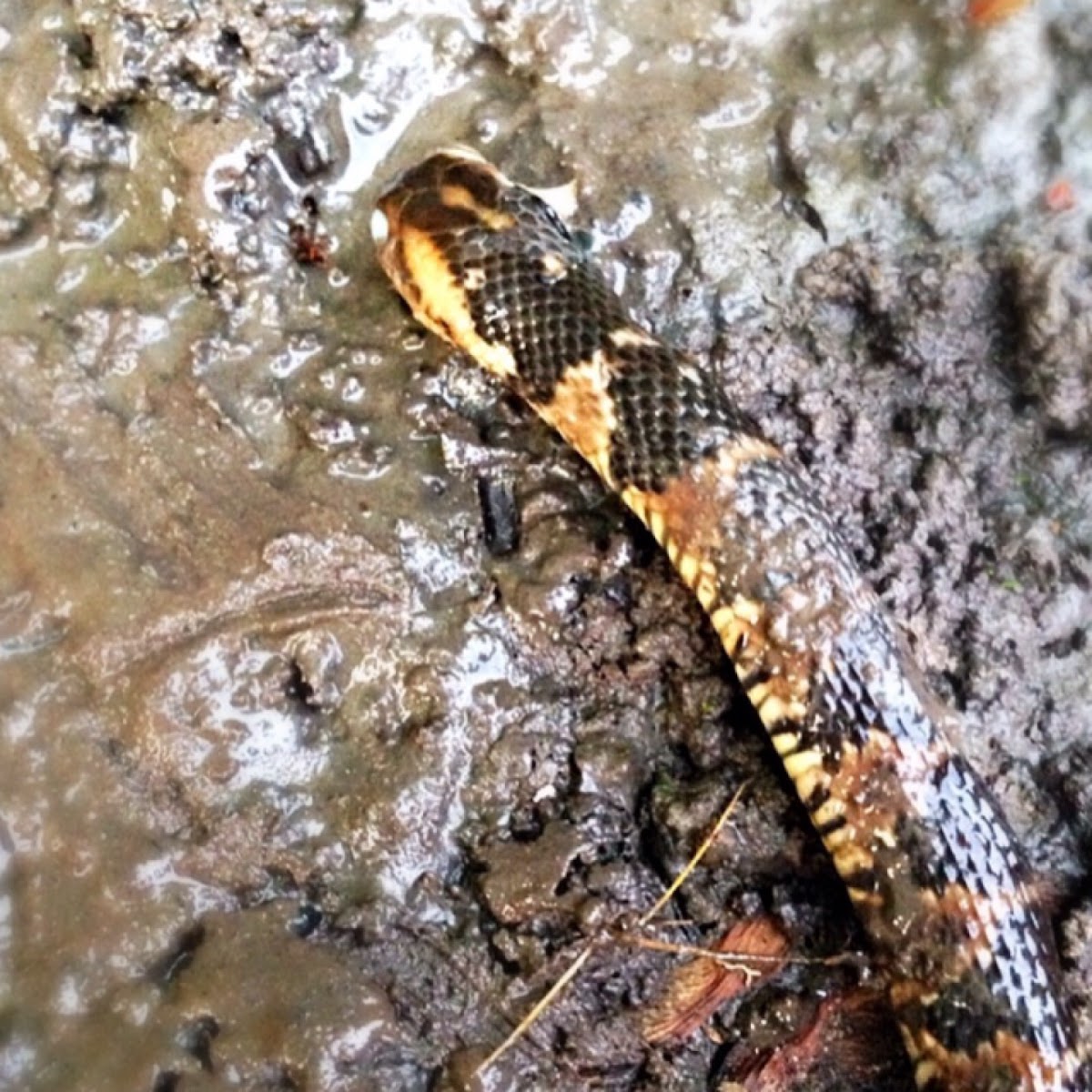 Banded Water Snake