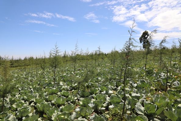 Cabbages planted under the Pelis programme in Uplands forest