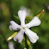 Common soapwort