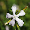 Common soapwort