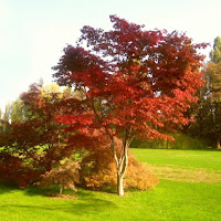 Albero in autunno di 