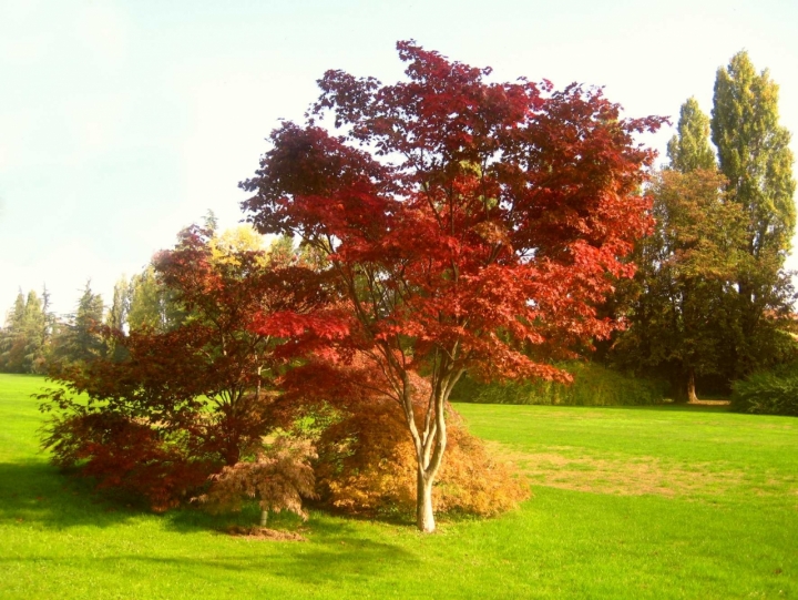 Albero in autunno di aeglos