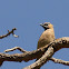 Cedar Waxwing