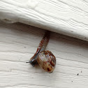 House Snail