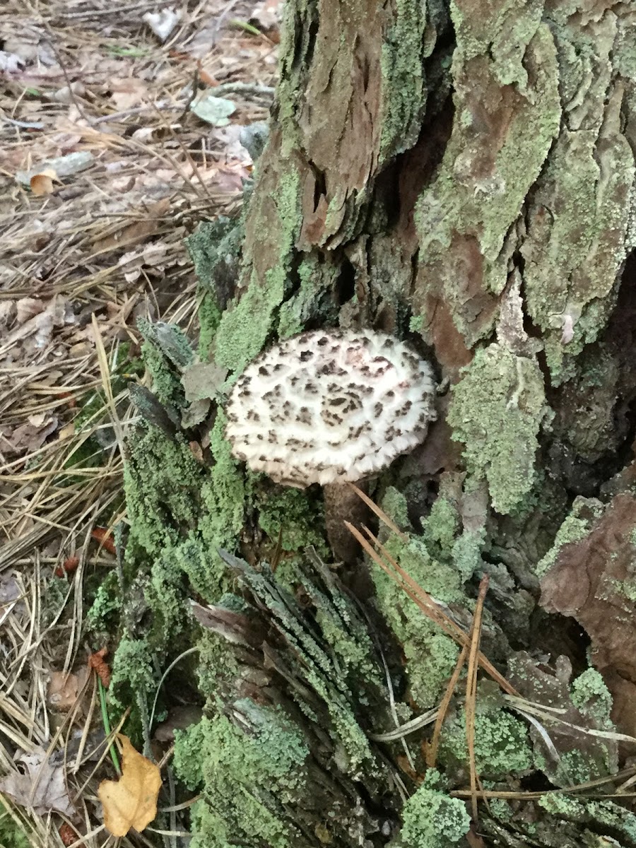 Fly mushroom