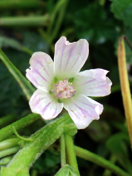 Common Mallow