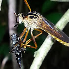 Robber Fly