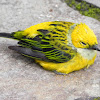 Silver-throated tanager