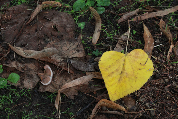 AMORE NATURALE!! di nazariadalbon