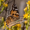 Painted Lady