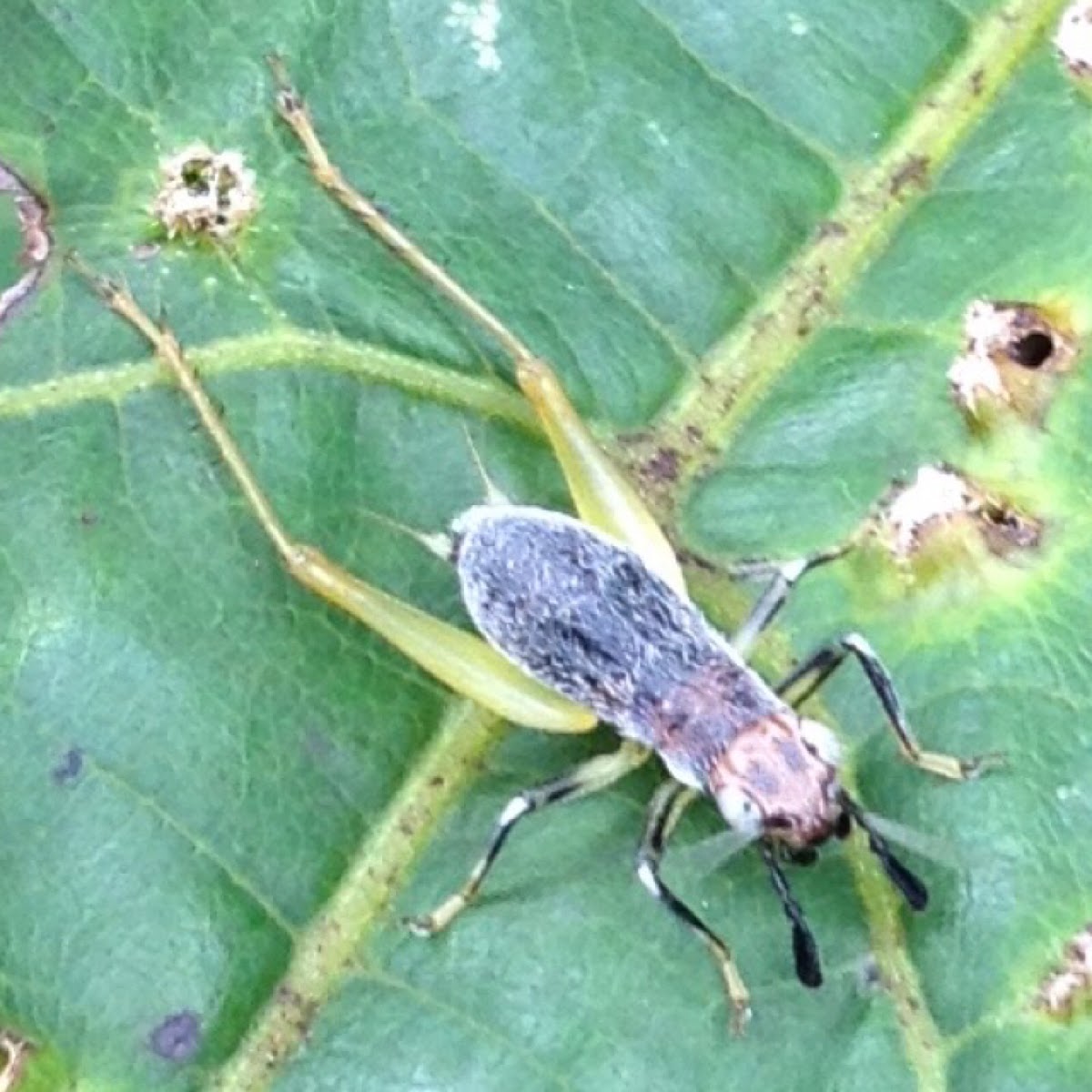 Tree cricket