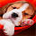 Beagle Wallpapers HD Theme