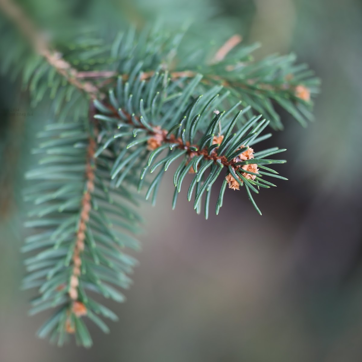 Norway spruce