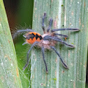 Golden-flame birdeater tarantula