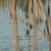 Belted Kingfisher