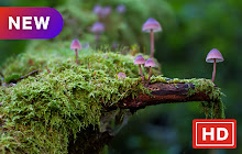 Mushrooms Popular Plants HD New Tabs Theme small promo image