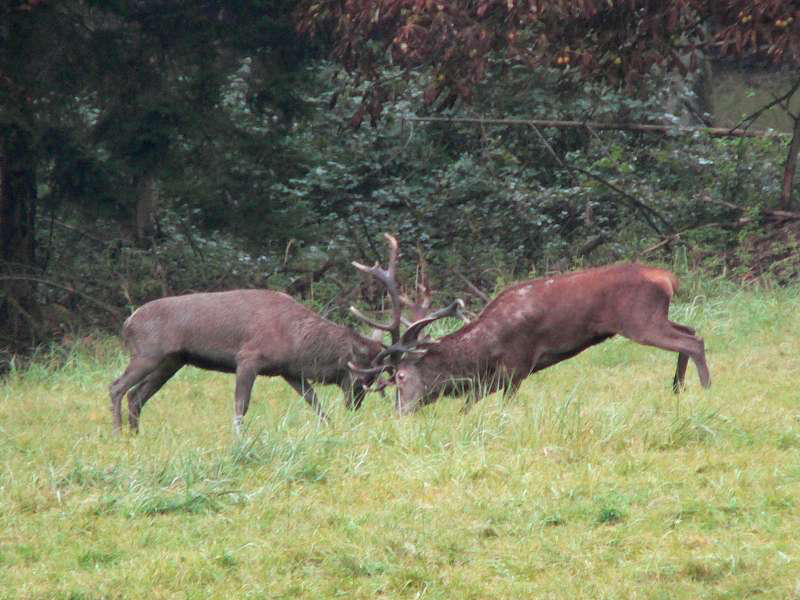 Two large male deer locking antlers to fight in a grassy field near a thicket.