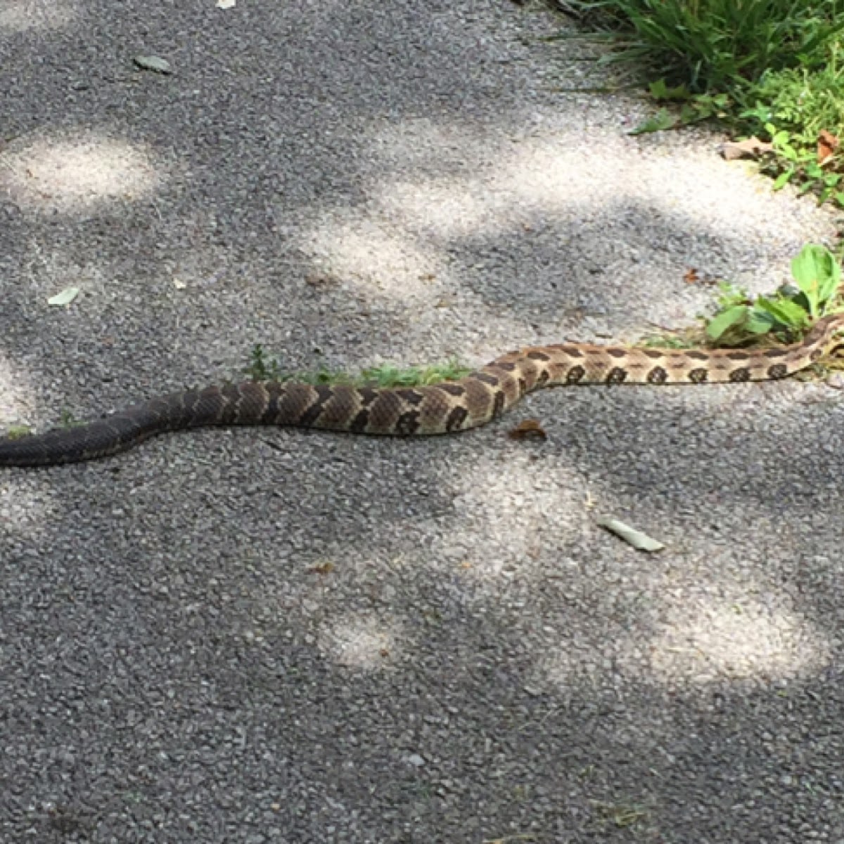 Timber Rattlesnake