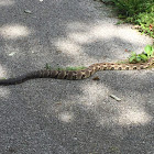 Timber Rattlesnake