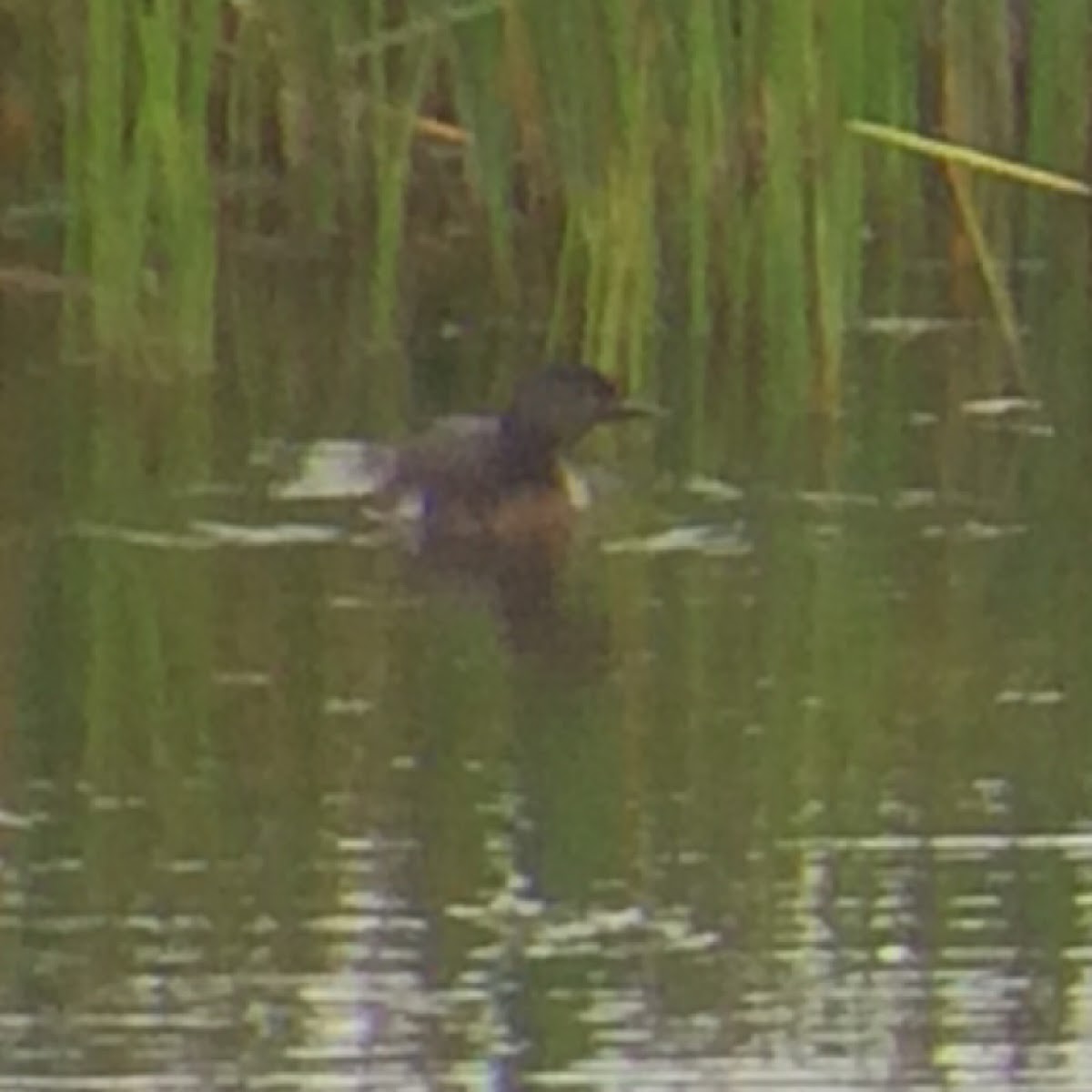 Least grebe