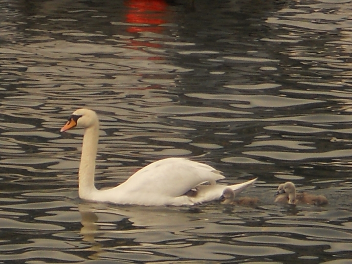 Mamma cigno di cafferina