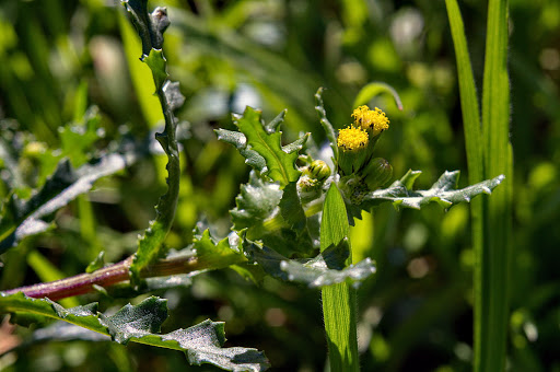 Senecio vulgaris