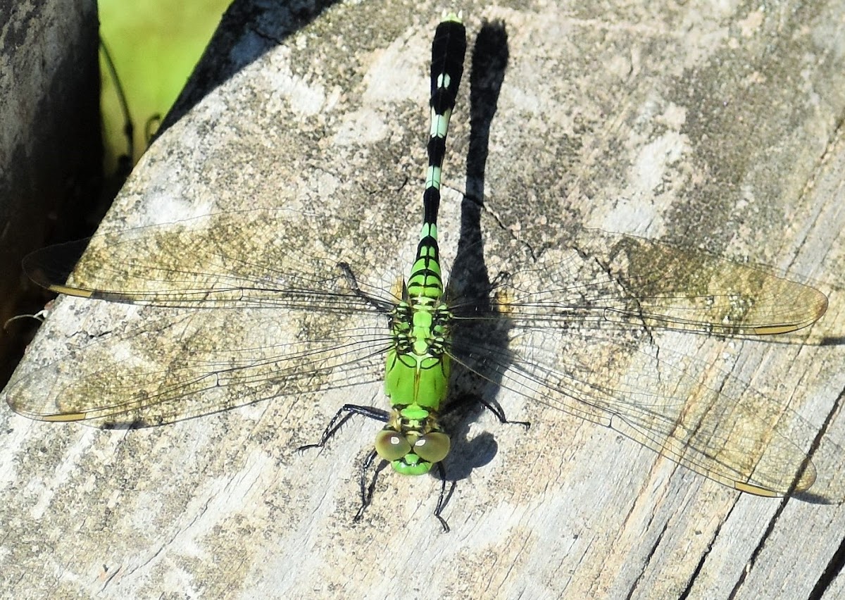 Eastern Pondhawk (female)