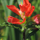 Indian Paintbrush