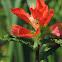 Indian Paintbrush