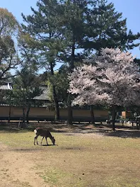 花が散れば…