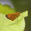 Dark Palm Dart